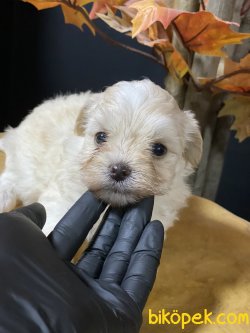 Maltipoo Dizyan Irk Köpeklerimiz 1