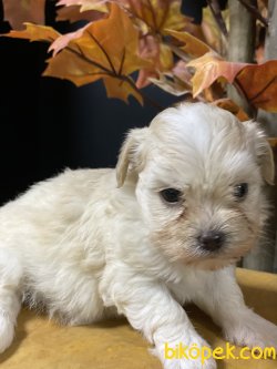 Maltipoo Dizyan Irk Köpeklerimiz 2