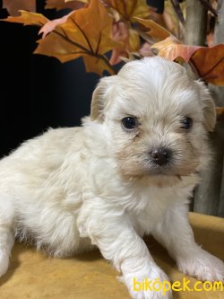 Maltipoo Dizyan Irk Köpeklerimiz 3