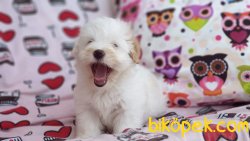 MALTIPOO En Guzel Ornegı 3