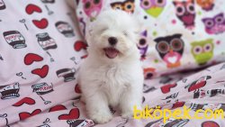 MALTIPOO En Guzel Ornegı 1