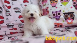 MALTIPOO En Guzel Ornegı 2