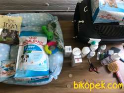 Maltipoo Erkek 1
