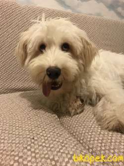 Maltipoo Erkek 8 Aylık 1