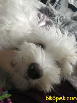 Maltipoo Erkek 8 Aylık 3