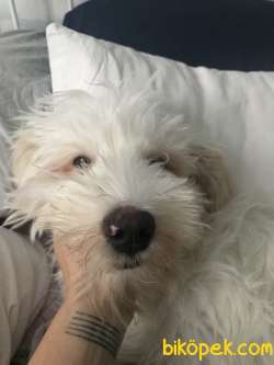 Maltipoo Erkek 8 Aylık 2