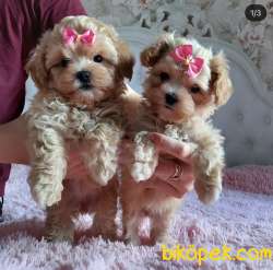 Maltipoo F2 Safkan Anne Baba Show Görüntüsüne Sahip Yavrular 1