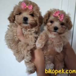 Maltipoo F2 Safkan Anne Baba Show Görüntüsüne Sahip Yavrular 2