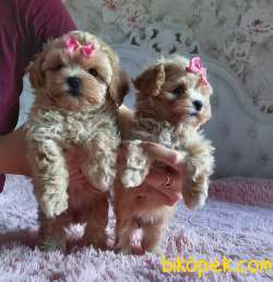 Maltipoo F2 Safkan Anne Baba Show Görüntüsüne Sahip Yavrular 3