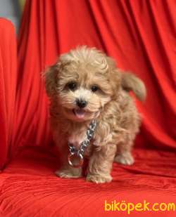 Maltipoo F2 Safkan Anne Babadan Red Renk Yavrularımız 1
