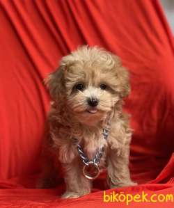 Maltipoo F2 Safkan Anne Babadan Red Renk Yavrularımız 2