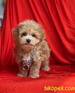 Maltipoo F2 Safkan Anne Babadan Red Renk Yavrularımız 3