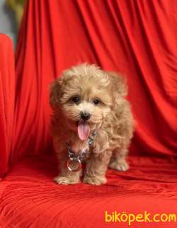 Maltipoo F2 Safkan Anne Babadan Red Renk Yavrularımız 4