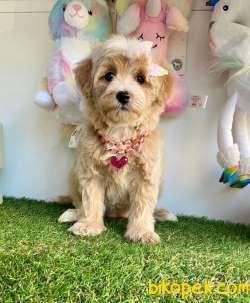 Maltipoo Güzel Yüzlü Bebeklerimiz 2