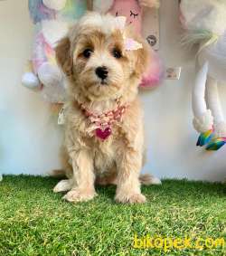 Maltipoo Güzel Yüzlü Bebeklerimiz 3