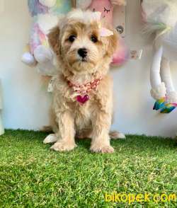 Maltipoo Güzel Yüzlü Bebeklerimiz 3