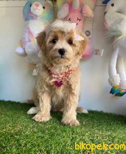 Maltipoo Güzel Yüzlü Bebeklerimiz