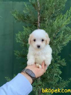 SEVİMLİLİK TİMSALİ MASUM MALTIPOO 1