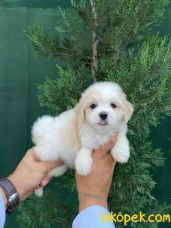 SEVİMLİLİK TİMSALİ MASUM MALTIPOO 2