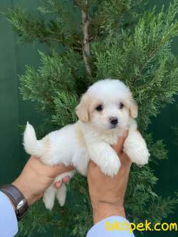 SEVİMLİLİK TİMSALİ MASUM MALTIPOO 4