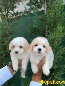 SEVİMLİLİK TİMSALİ MASUM MALTIPOO 3