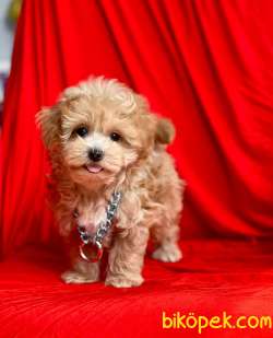 MALTİPOO GÜZELLİĞİ DİYE BUNA DENİR! 2