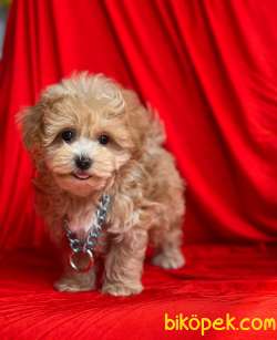 MALTİPOO GÜZELLİĞİ DİYE BUNA DENİR! 3