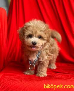 MALTİPOO GÜZELLİĞİ DİYE BUNA DENİR! 1
