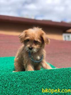 Maltipoo Güzelliği Prenses Kızım 2