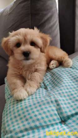 Maltipoo Irk 3