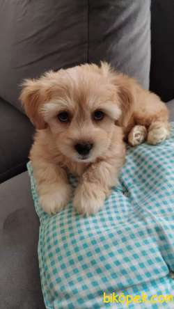 Maltipoo Irk 2