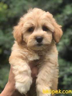 Maltipoo Irk 1