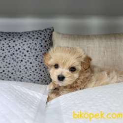 Maltipoo Irkları 4