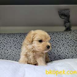 Maltipoo Irkları 3