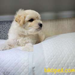 Maltipoo Irkları 1