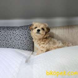 Maltipoo Irkları 2