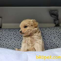 Maltipoo Irkları 5