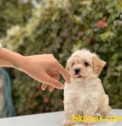 MALTİPOO KIZ KARDEŞLER 3