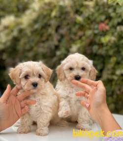 MALTİPOO KIZ KARDEŞLER 4