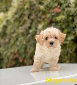 MALTİPOO KIZ KARDEŞLER 2