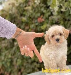 MALTİPOO KIZ KARDEŞLER 1