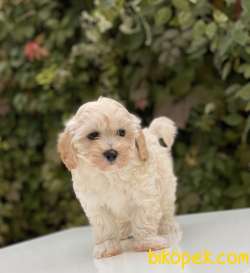 MALTİPOO KIZ KARDEŞLER 5