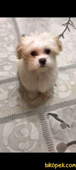 Maltipoo Kızım 2