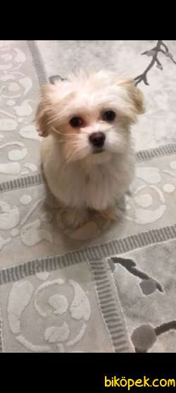 Maltipoo Kızım 1