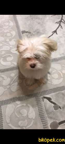 Maltipoo Kızım 3