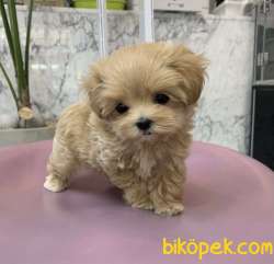 Maltipoo Kore Kanı Teacup  Yavrular 2