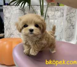 Maltipoo Kore Kanı Teacup  Yavrular 3
