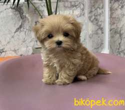 Maltipoo Kore Kanı Teacup  Yavrular 1