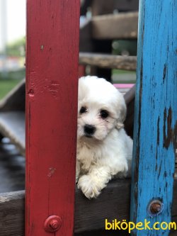 Maltipoo Lily 2