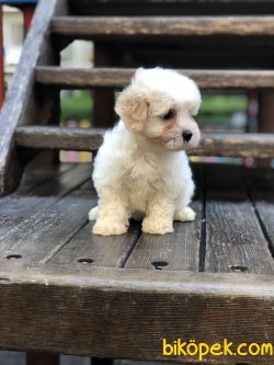 Maltipoo Lily 3